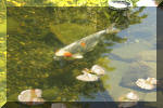 Aquamarathon alsacien le bassin de jardin de Bandito et ces ko  10 