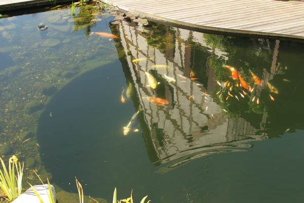 Aquamarathon alsacien un bassin de jardin typiquement Alsacien  2 