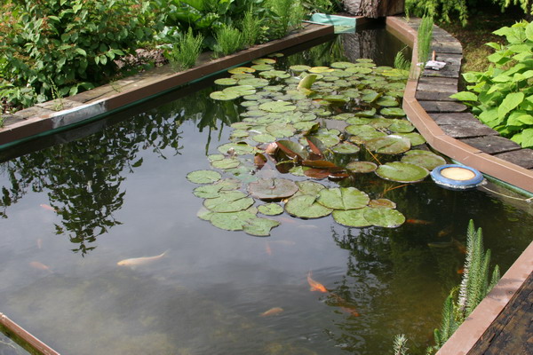 bassin de jardin avec lagunage