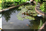 Aquamarathon alsacien un bassin de jardin a lagunage de grande taille  3 