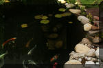 Aquamarathon alsacien le bassin de jardin de vespanouk et les visiteurs de medekoi  9 