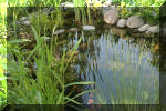 Aquamarathon alsacien le bassin de jardin de Severine  11 