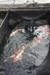 Danny's koi caf Hunting 2009 : Hiroi koi farm  29 