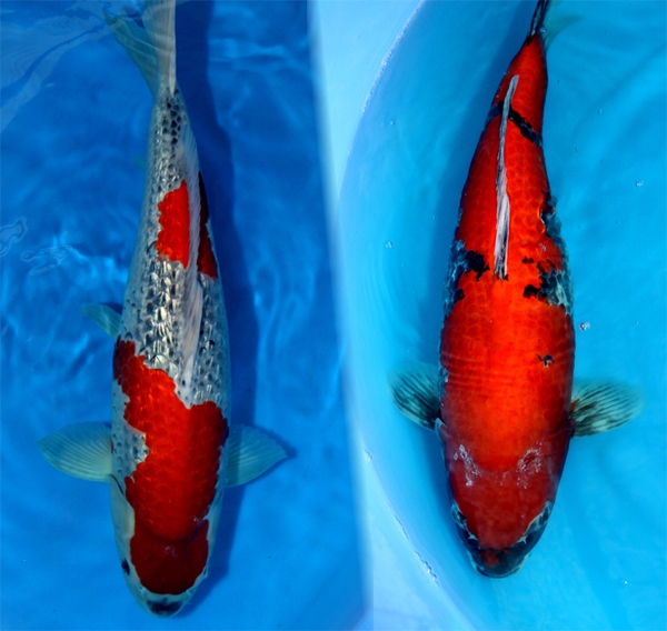 Danny's koi café Hunting 2009 : Minuma 3