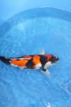 Danny's koi café Hunting 2009 : Our visit to Momotaro  6 