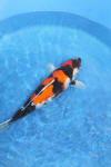 Danny's koi café Hunting 2009 : Our visit to Momotaro  7 