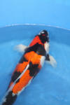 Danny's koi café Hunting 2009 : Our visit to Momotaro  8 