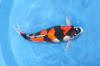 Danny's koi café Hunting 2009 : Our visit to Momotaro  12 