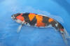 Danny's koi café Hunting 2009 : Our visit to Momotaro  19 