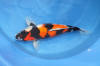 Danny's koi café Hunting 2009 : Our visit to Momotaro  25 