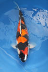 Danny's koi café Hunting 2009 : Our visit to Momotaro  24 