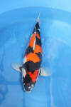 Danny's koi café Hunting 2009 : Our visit to Momotaro  32 