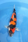 Danny's koi café Hunting 2009 : Our visit to Momotaro  34 