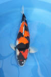 Danny's koi café Hunting 2009 : Our visit to Momotaro  36 