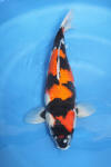 Danny's koi café Hunting 2009 : Our visit to Momotaro  41 
