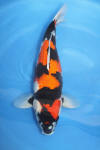 Danny's koi café Hunting 2009 : Our visit to Momotaro  42 