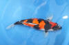 Danny's koi café Hunting 2009 : Our visit to Momotaro  45 
