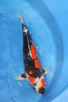 Danny's koi café Hunting 2009 : Our visit to Momotaro  47 