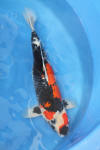 Danny's koi café Hunting 2009 : Our visit to Momotaro  48 