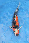 Danny's koi café Hunting 2009 : Our visit to Momotaro  50 