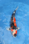 Danny's koi café Hunting 2009 : Our visit to Momotaro  51 