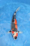 Danny's koi café Hunting 2009 : Our visit to Momotaro  52 