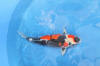 Danny's koi café Hunting 2009 : Our visit to Momotaro  53 