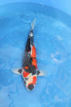 Danny's koi café Hunting 2009 : Our visit to Momotaro  55 