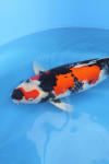 Danny's koi café Hunting 2009 : Our visit to Momotaro  57 