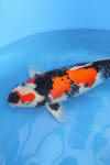 Danny's koi café Hunting 2009 : Our visit to Momotaro  58 