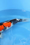 Danny's koi café Hunting 2009 : Our visit to Momotaro  59 