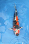 Danny's koi café Hunting 2009 : Our visit to Momotaro  65 