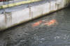 Danny's koi café Hunting 2009 : Our visit to Momotaro  66 