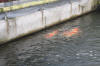 Danny's koi café Hunting 2009 : Our visit to Momotaro  67 