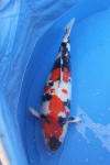 Danny's koi caf Hunting 2009 : Dainichi grand champion Niiagata Nogosai  19 