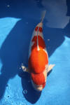 Danny's koi caf Hunting 2009 : Dainichi grand champion Niiagata Nogosai  27 