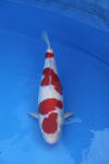 Danny's koi caf Hunting 2009 : Dainichi grand champion Niiagata Nogosai  40 