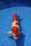 Danny's koi caf Hunting 2009 : Dainichi grand champion Niiagata Nogosai  52 