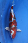 Danny's koi caf Hunting 2009 : Dainichi grand champion Niiagata Nogosai  62 