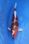 Danny's koi caf Hunting 2009 : Dainichi grand champion Niiagata Nogosai  64 