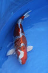 Danny's koi caf Hunting 2009 : Dainichi grand champion Niiagata Nogosai  65 