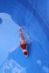 Danny's koi caf Hunting 2009 : Dainichi grand champion Niiagata Nogosai  71 