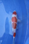 Danny's koi caf Hunting 2009 : Dainichi grand champion Niiagata Nogosai  73 