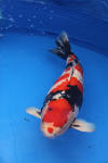 Danny's koi caf Hunting 2009 : SFF Grand Champion Rinyukai koishow Tokyo 2009  49 