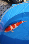 Danny's koi caf Hunting 2009 : SFF Grand Champion Rinyukai koishow Tokyo 2009  95 