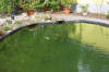 Le bassin de jardin d'Alain : le bassin  14 
