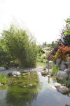 Un bassin et jardin exemplaire 2  48 