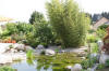 Un bassin et jardin exemplaire 3  53 