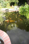 Les bassin de jardin de Bouda le bassin de jardin principal suite  16 