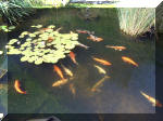 Le bassin de jardin d'Aquatechnobel de jour 2  14 